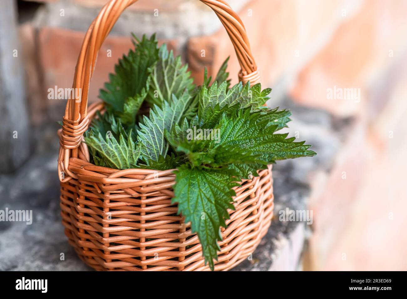 Fresh nettles. Basket with freshly harvested nettle plant. Urtica