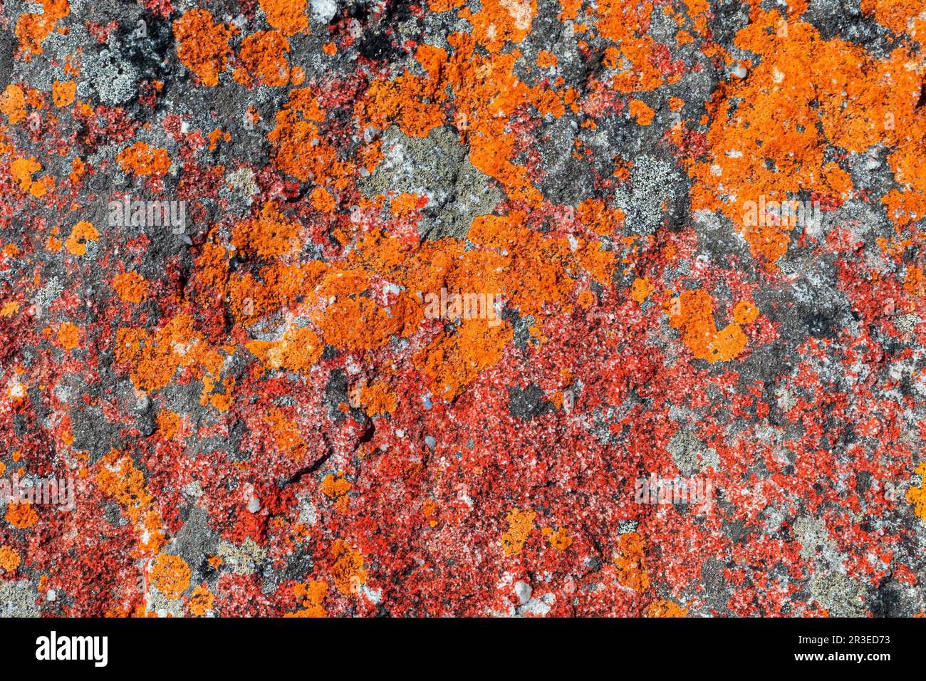 Macro texture of orange red lichen moss growing on mountain rock Stock Photo