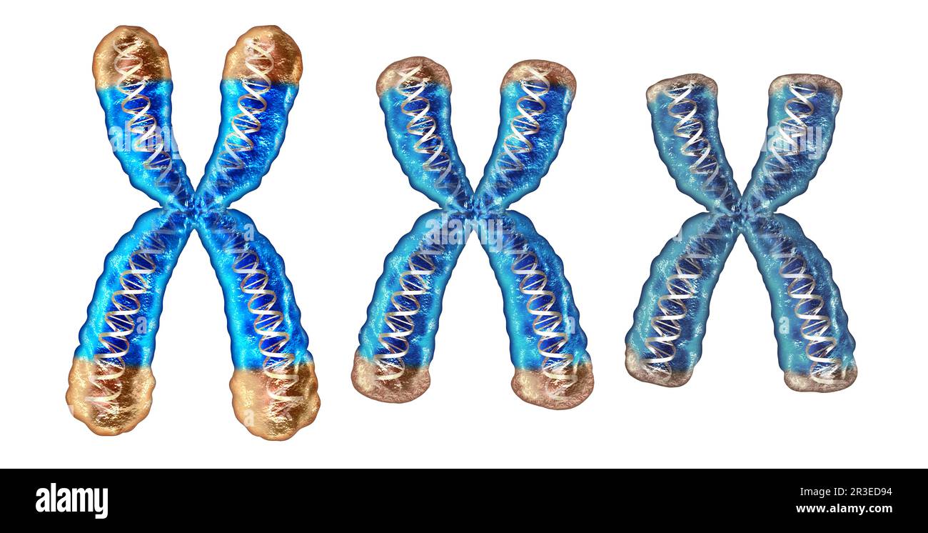 Telomere aging process as shortening and reduction of telomeres located on the end caps of a chromosome resulting in damaging DNA resulting in shorter Stock Photo