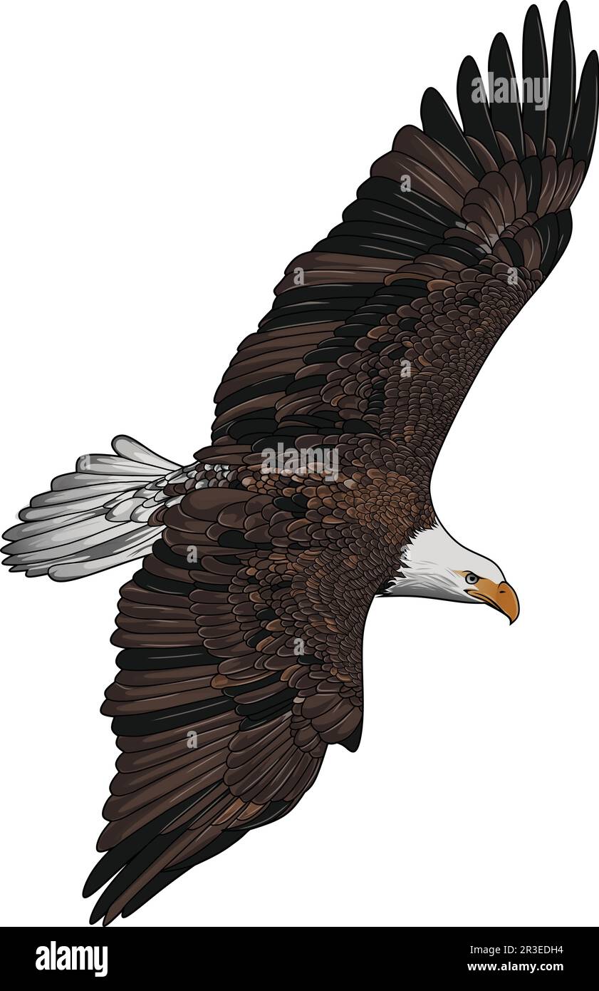 flying realistic eagle vector illustration Stock Vector