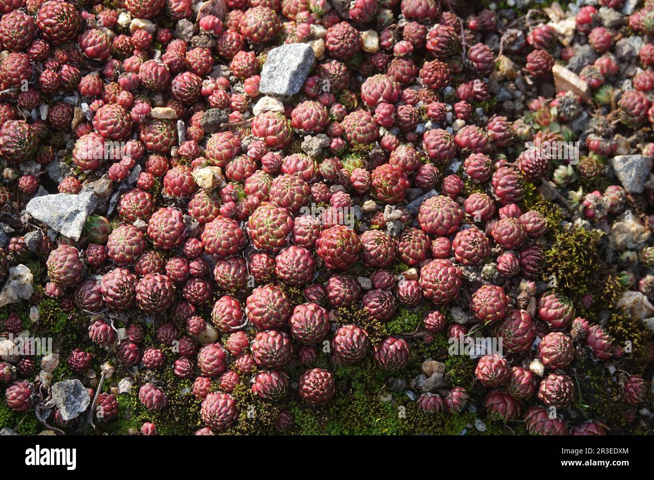 Sempervivum montanum, mountain houseleek Stock Photo