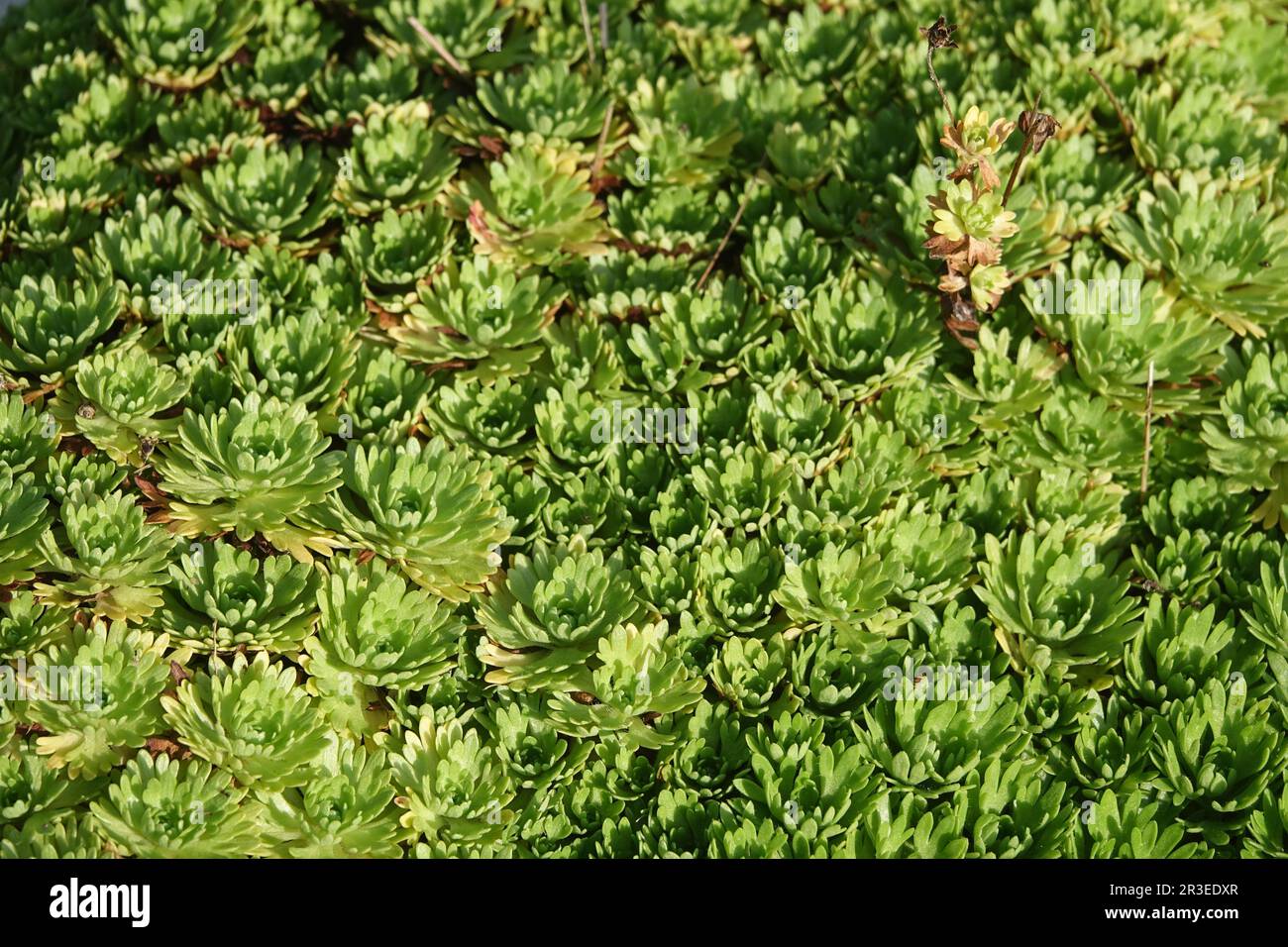 Saxifraga rosacea, Irish saxifrage Stock Photo