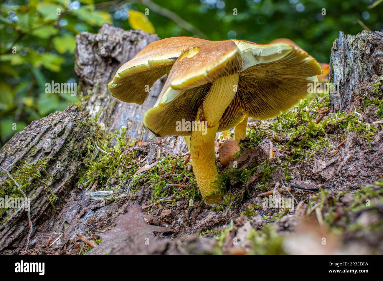 Mushroom green-leaved sulfur head Stock Photo