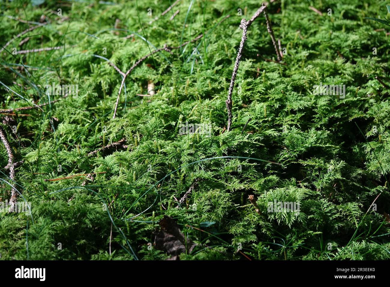 Forest with moss Stock Photo