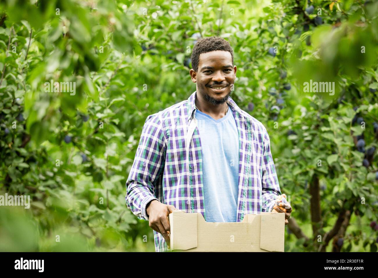 Satisfied farmer holding wooden box with crop Stock Photo - Alamy