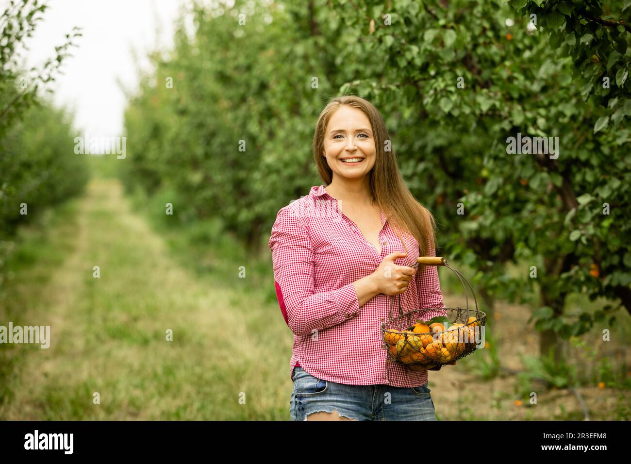 Smiling woman with basket of apricots in the garden Stock Photo - Alamy