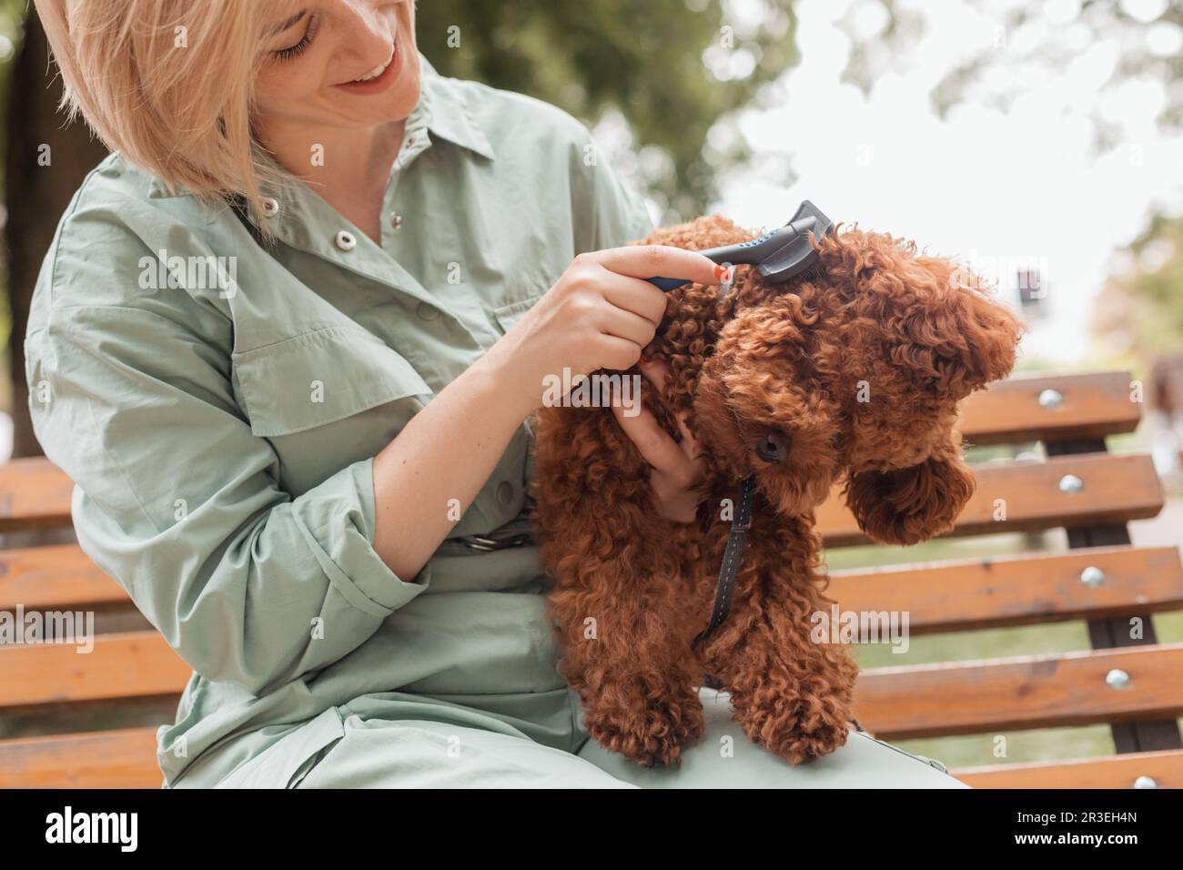 Female dog owner brushing Toy poodle's fur Stock Photo