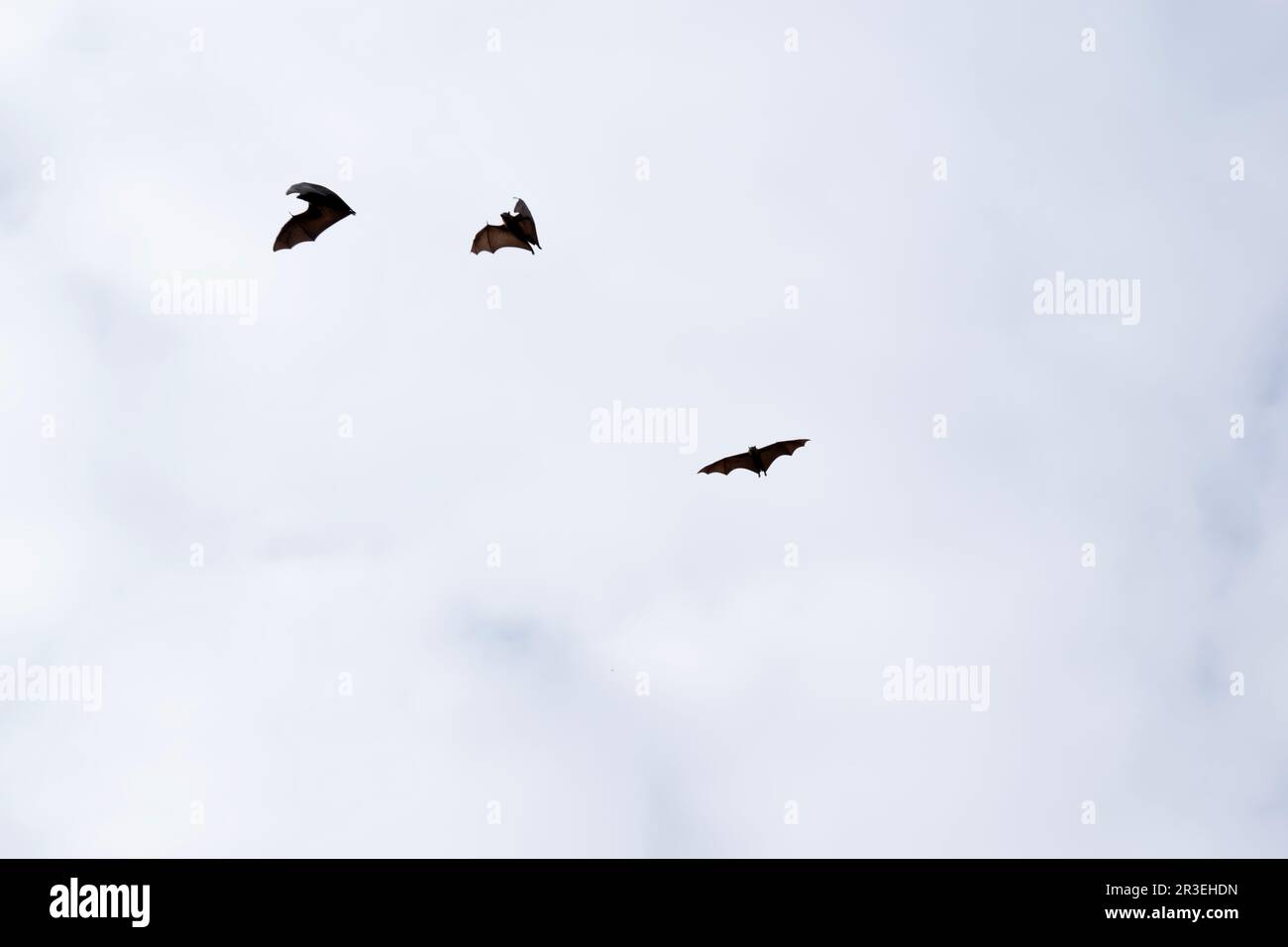 Bats are the only mammals that can fly. Instead of arms or hands, they