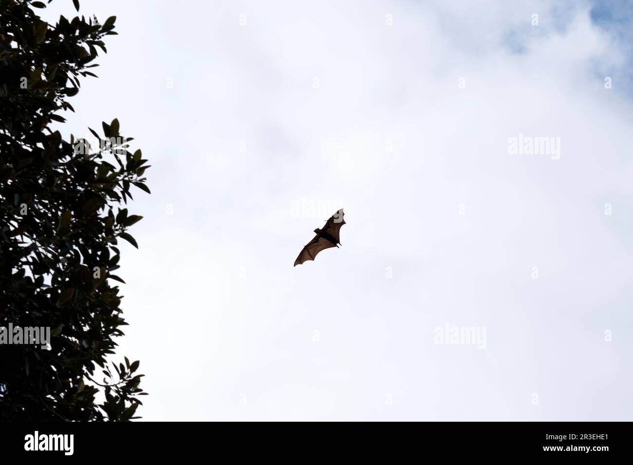 Bats are the only mammals that can fly. Instead of arms or hands, they