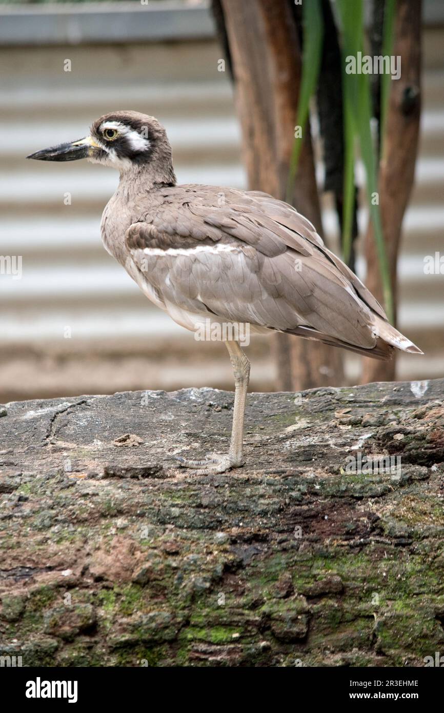 The beach stone curlew is largely grey-brown upperparts with a distinctive black-and-white striped face and shoulder-patch. Stock Photo