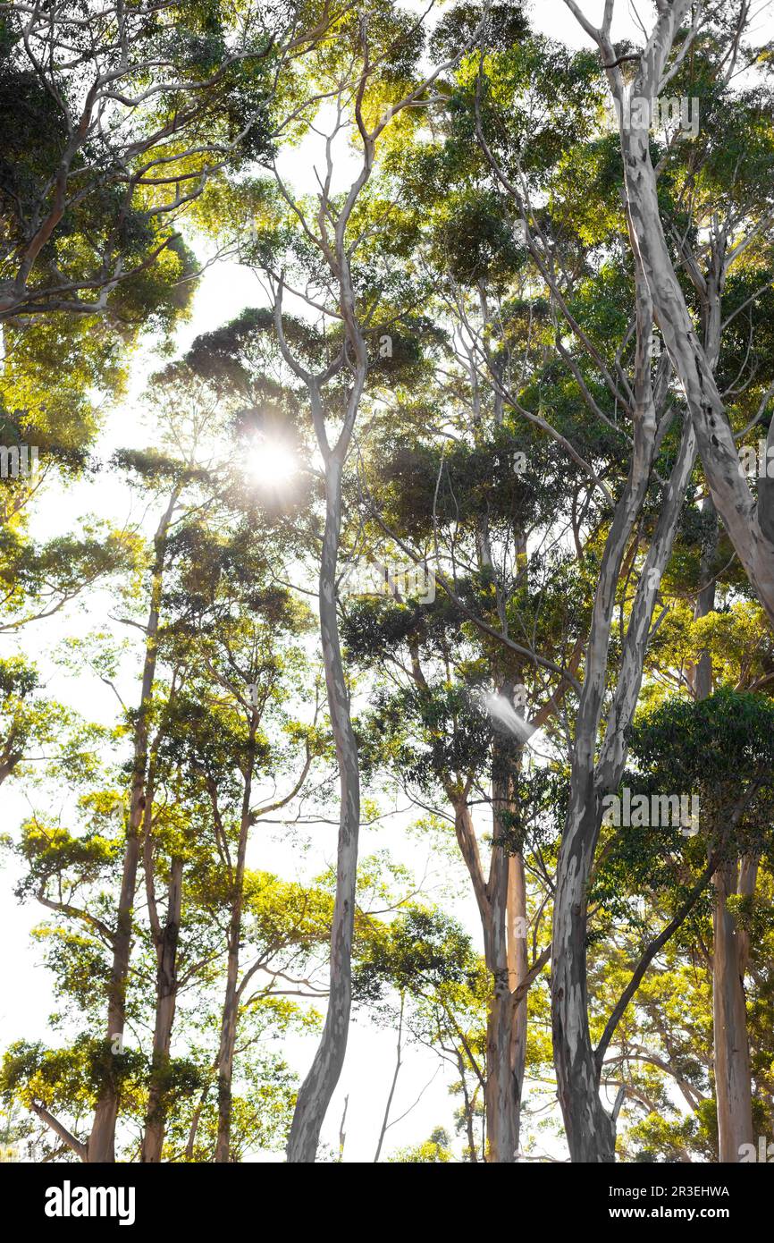 Backlit sunshine view of Eucalyptus Trees in mountain forest Stock Photo