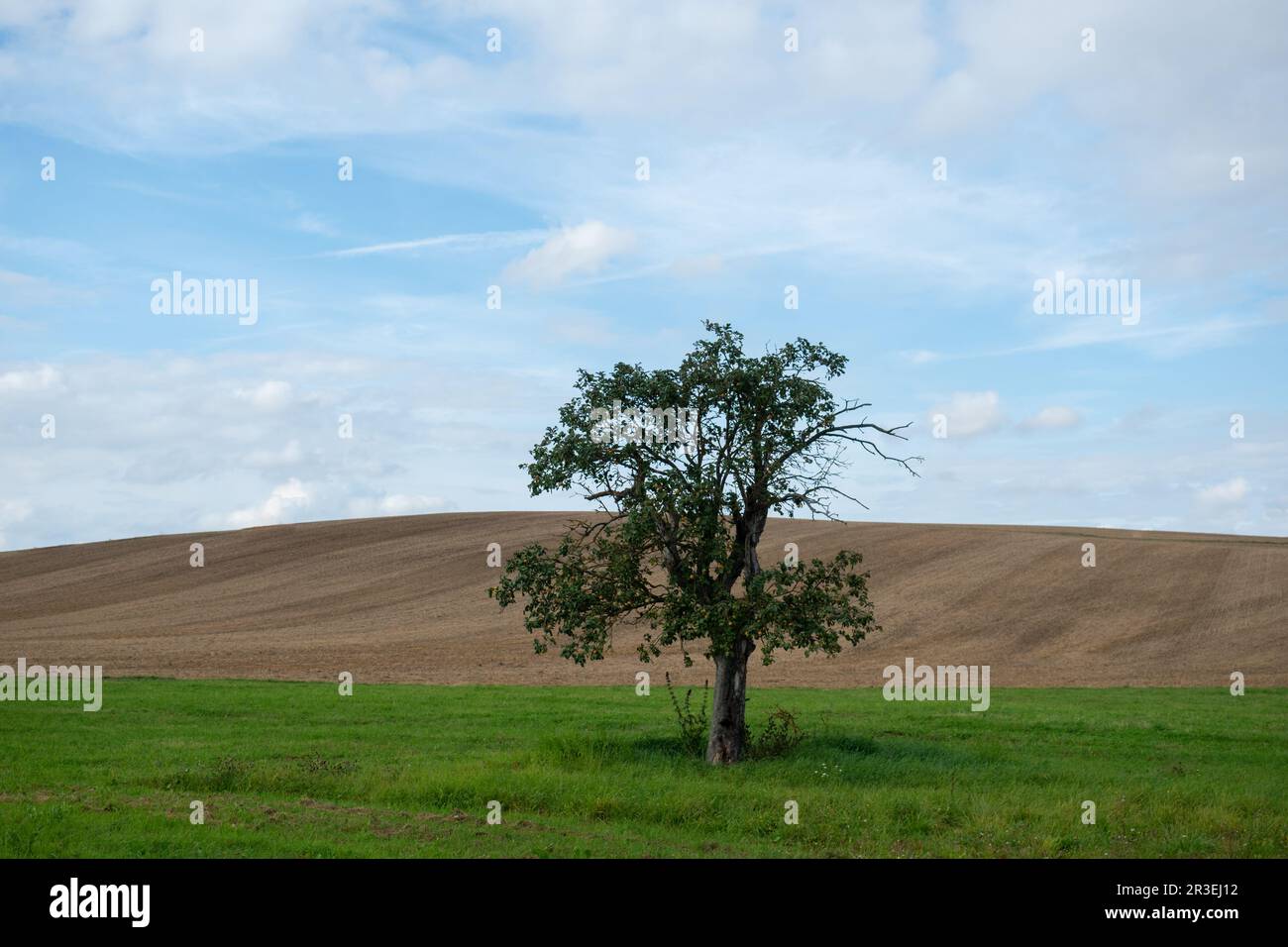 Single tree in a landscape Stock Photo - Alamy