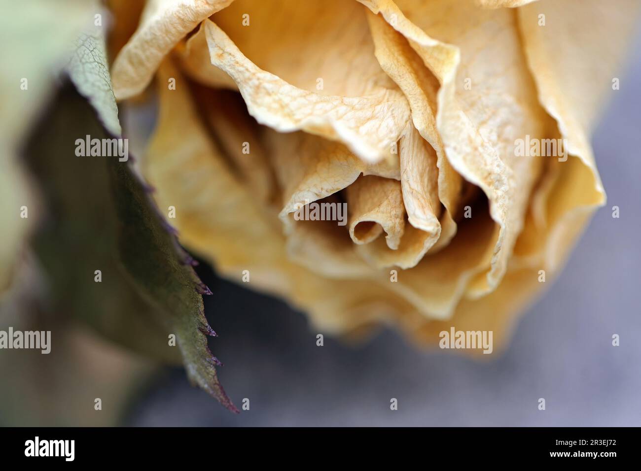 Withered rose blossom Stock Photo - Alamy