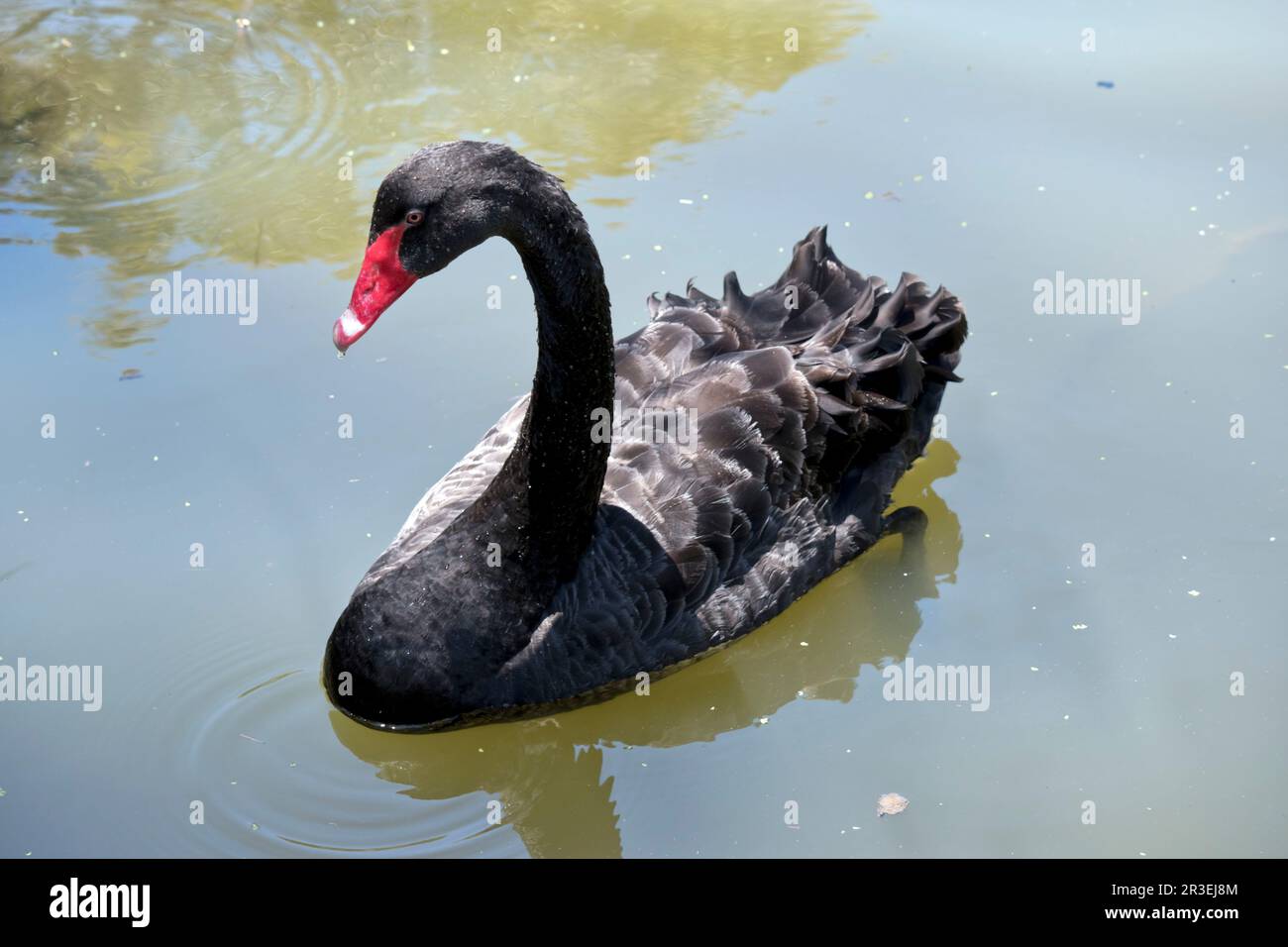 the black swan is an all black waterbird with a red bill with a white  stripe and red eyes and a long neck Stock Photo - Alamy