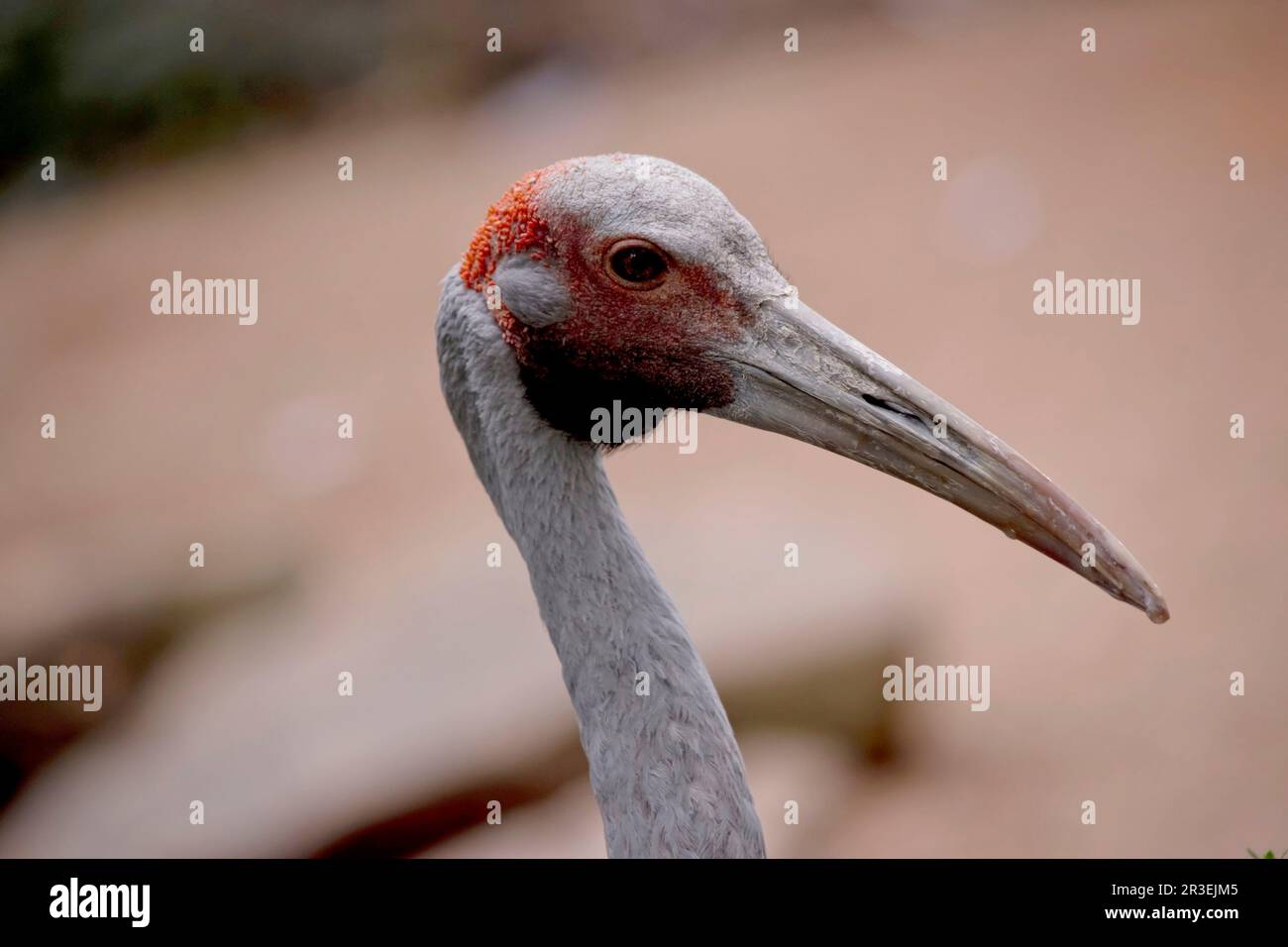 The Brolga is a pale grey colour with an obvious red to orange patch on their head with a black dewlap (piece of skin) hanging underneath their chin. Stock Photo