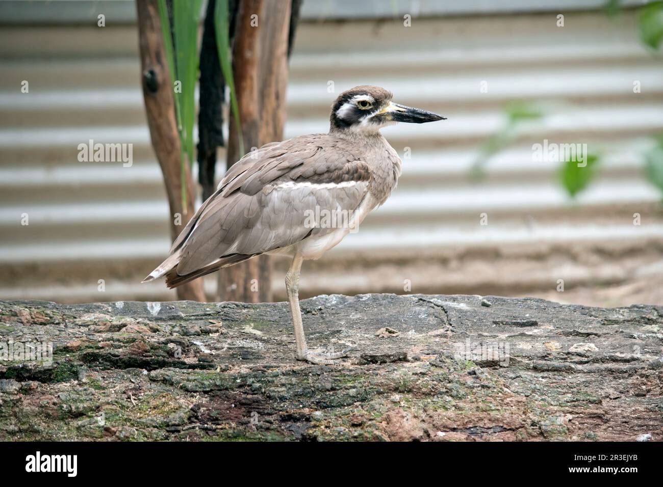 The beach stone curlew is largely grey-brown upperparts with a distinctive black-and-white striped face and shoulder-patch Stock Photo