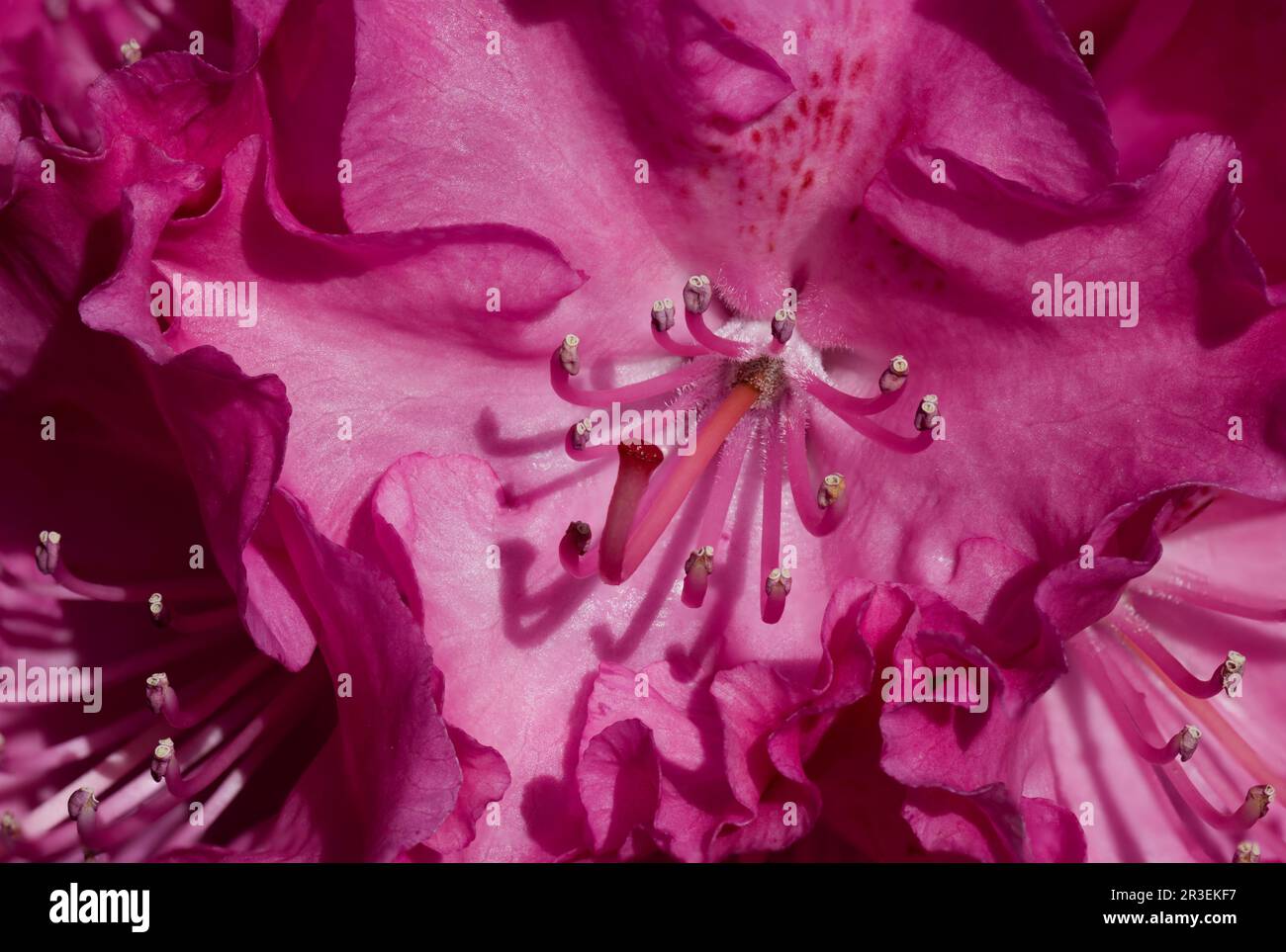 Rhododendron Roseum Elegans Stock Photo