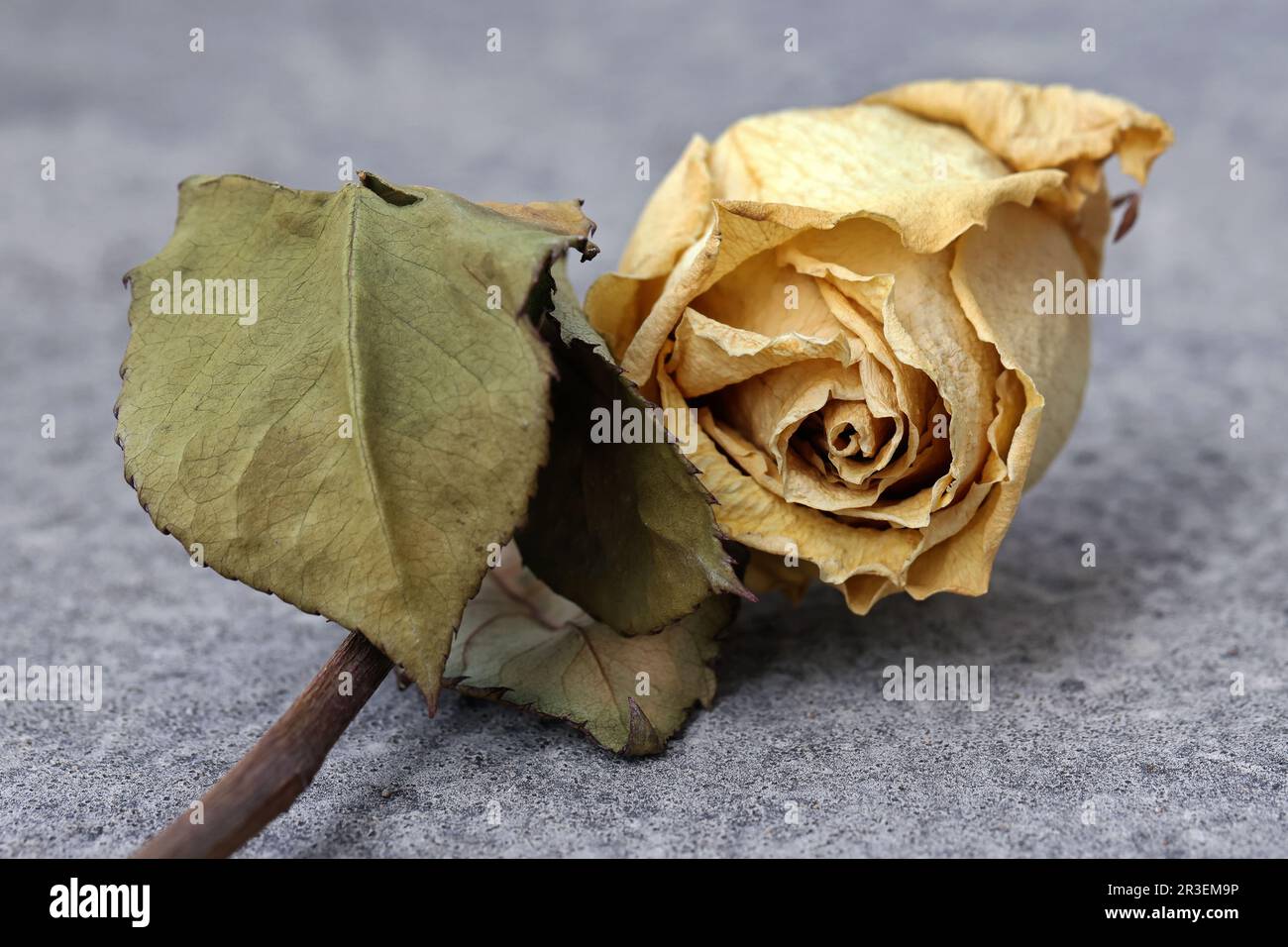 Withered rose blossom Stock Photo - Alamy