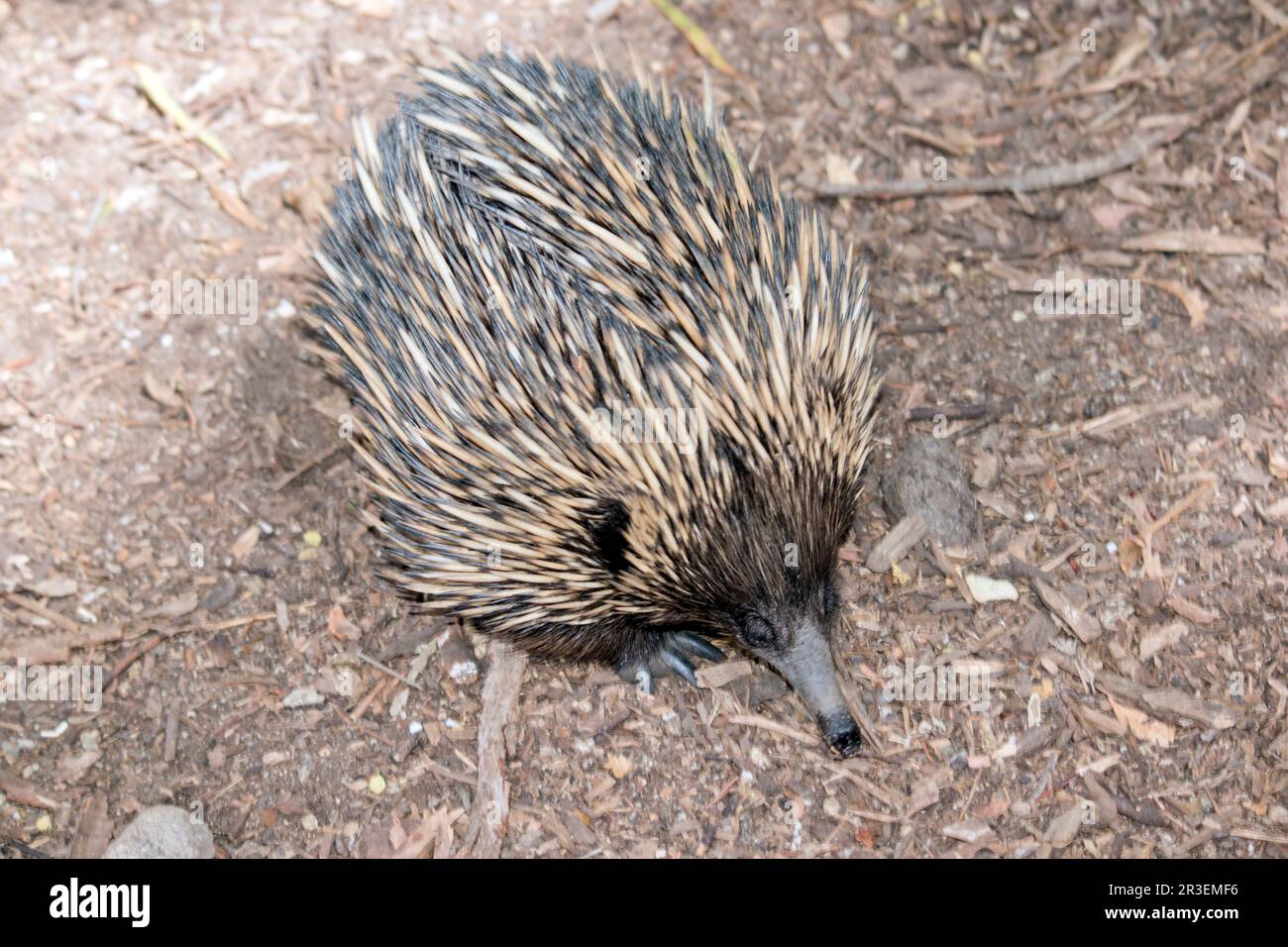 The echidna has spines like a porcupine, a beak like a bird, a pouch like a kangaroo, and lays eggs like a reptile. Also known as spiny anteaters, the Stock Photo