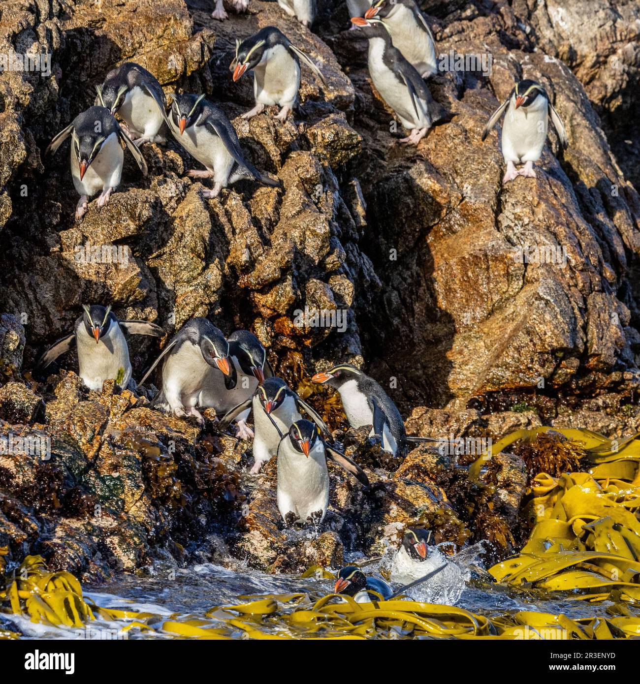 Snares Island Penguins Leaping into the Sea from Rocky Cliff, Snares Islands, New Zealand Stock Photo