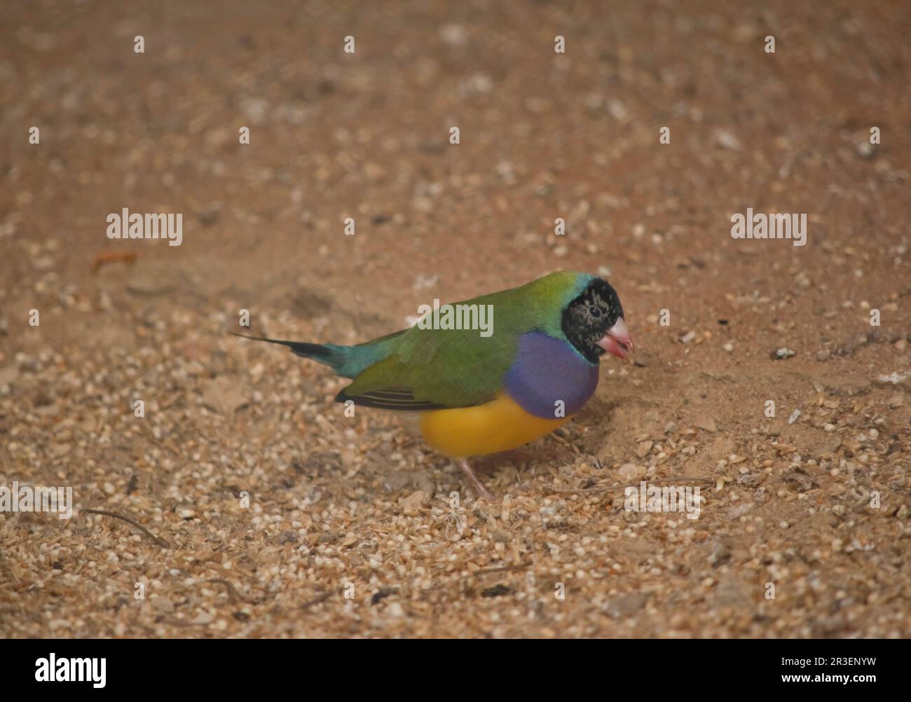the gouldian finch is a colorful bird. It has a black head green wings