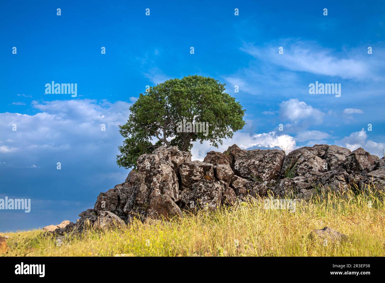 Tree with rocks hi-res stock photography and images - Alamy