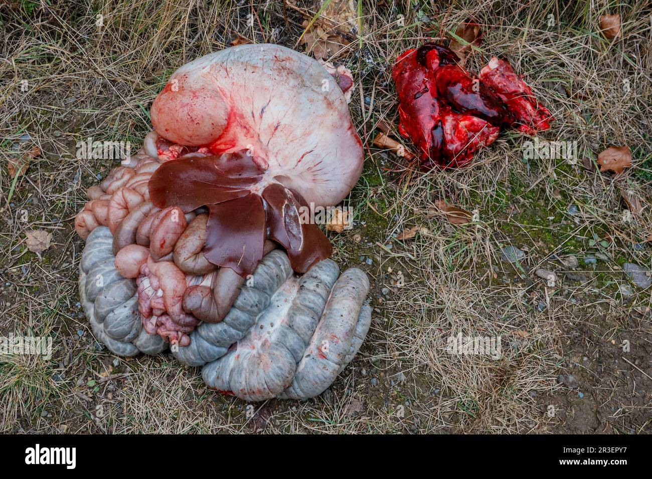 Breakup of hunted game internal organs Stock Photo