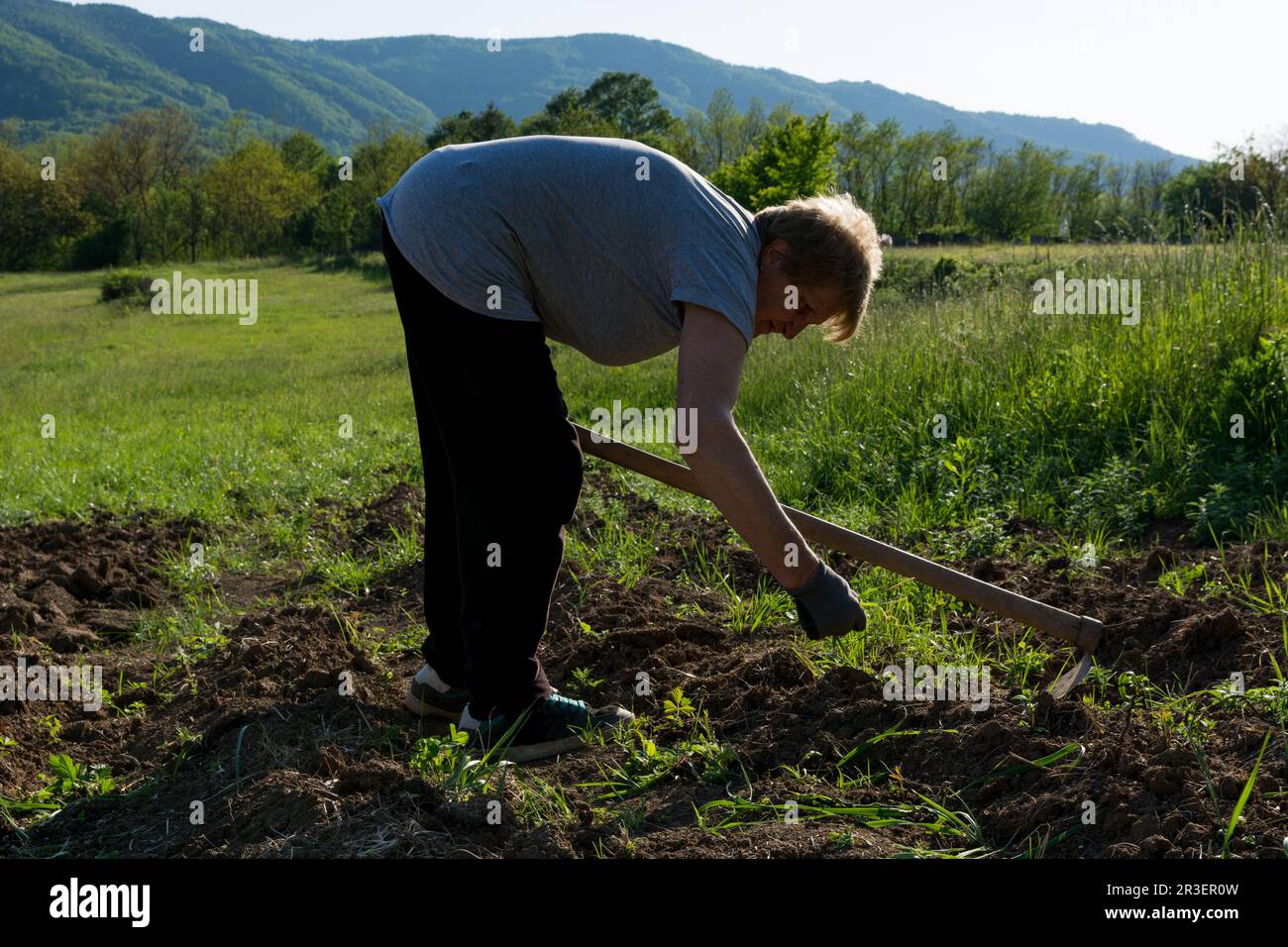 Woman weeding the field with a hoe at dusk on a spring day in the countryside. Agricultural concept Stock Photo