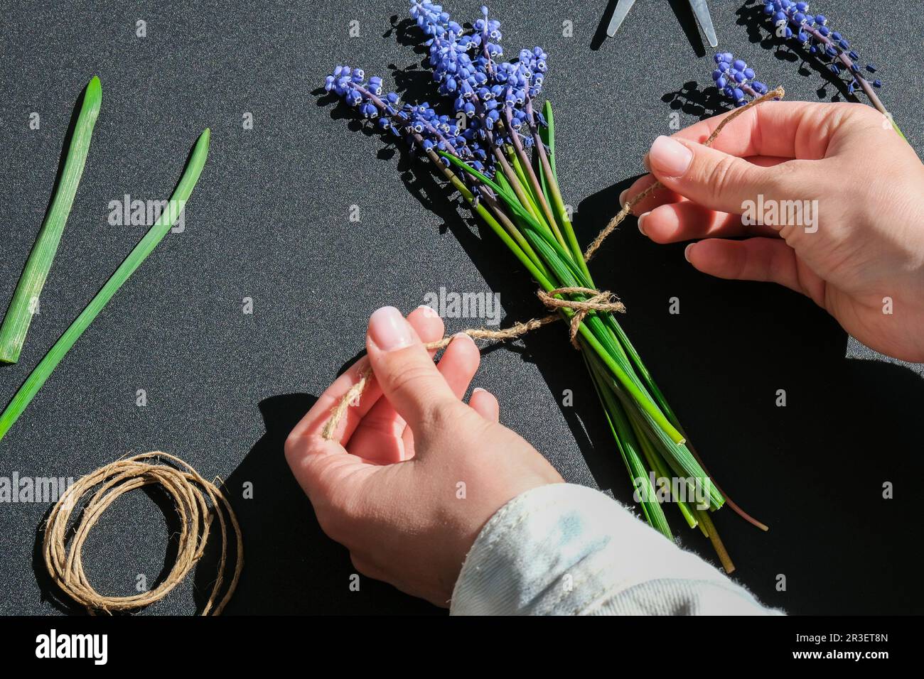 Female hands collect bouquet of blue muscari as a gift. Local small business Pruning flowers. Florist in flower shop. Eco-style. Stock Photo