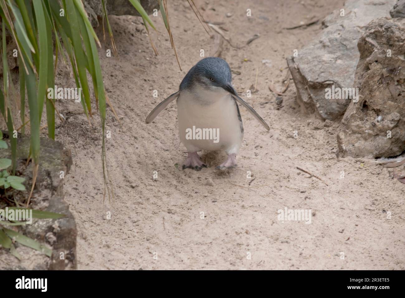 Small Black And White Bird