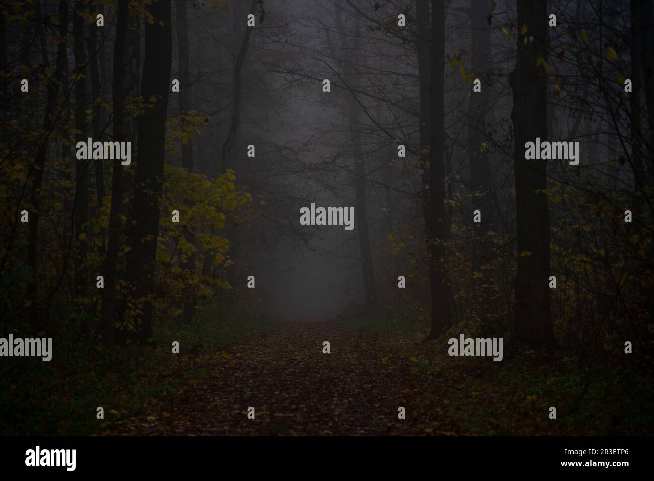 Fog in the autumn forest Stock Photo - Alamy