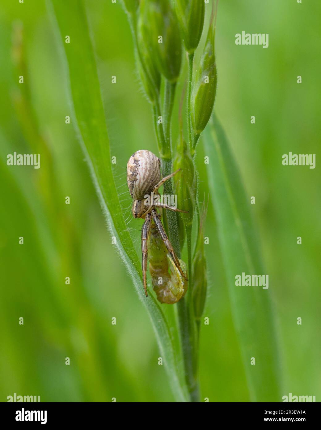 A Crab Spider Eating A Caterpillar Stock Photo - Alamy