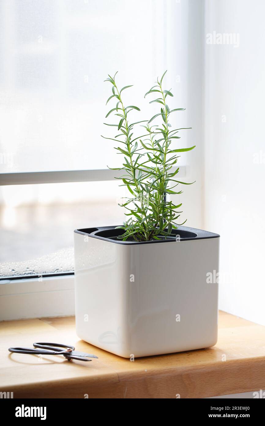 Green rosemary in a white cube pot on the windowsill. A potted rosemary plant. Kitchen herb plants. Green fresh aromatic herbs i Stock Photo