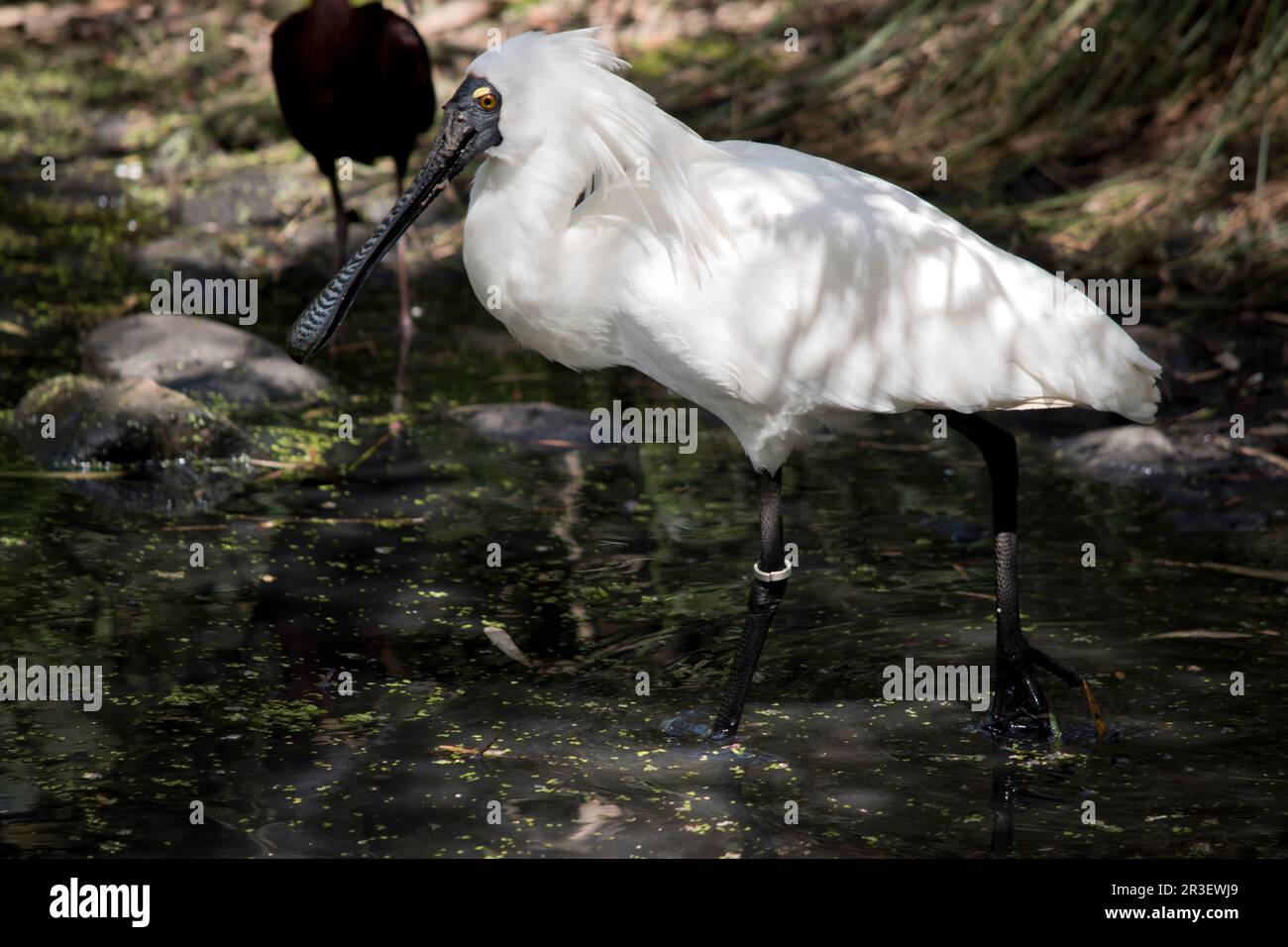 the royal spoonbill is a tall waterbird standing in a lake Stock Photo ...