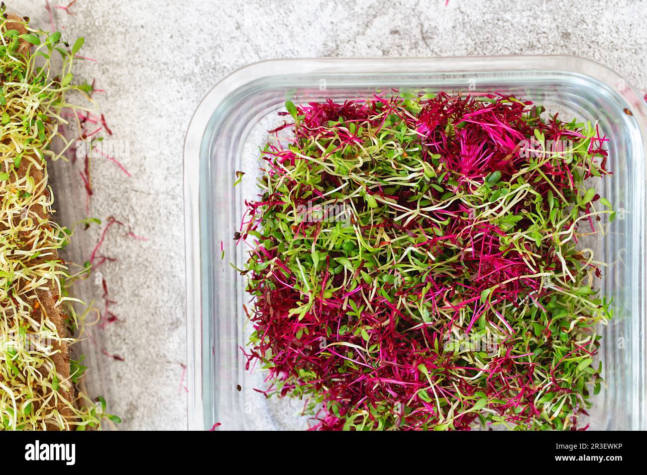 Amaranth micro herbs. Sprouting Micro greens. Seed Germination at home. Vegan and healthy eating concept. Sprouted amaranth Seed Stock Photo