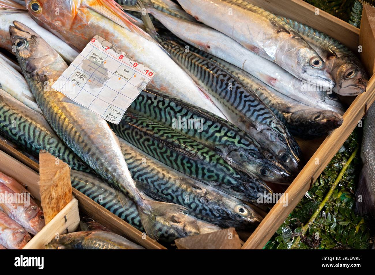 Atlantic mackerel (Scomber scombrus) displayed at a fish market, Kadikoye, Istanbul Stock Photo