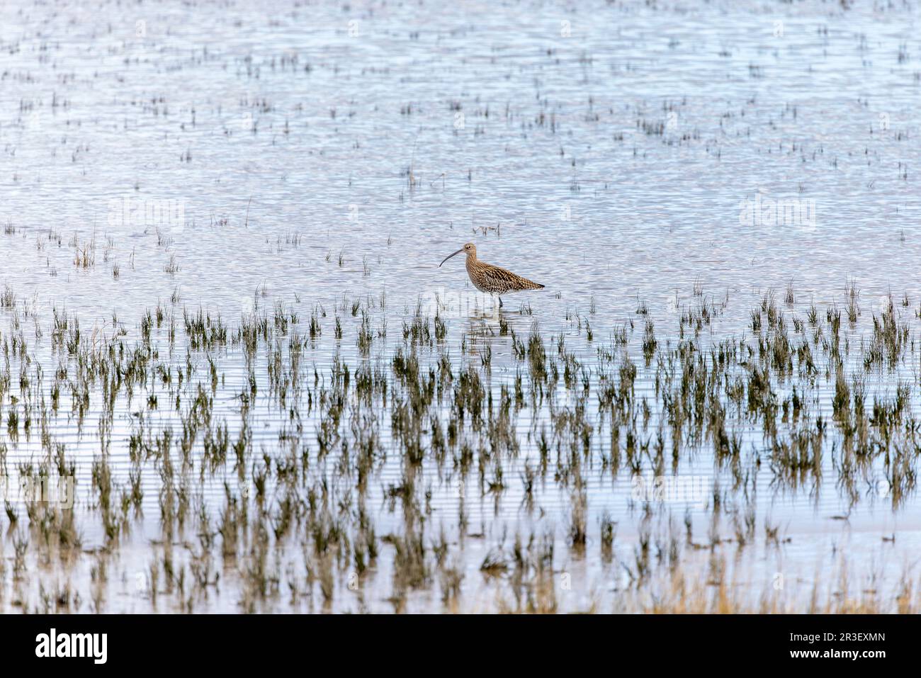 Curlew Numenius Arquata Foraging In Shallow Shimmering Blue Sea curlew-numenius-arquata-foraging-in-shallow-shimmering-blue-sea