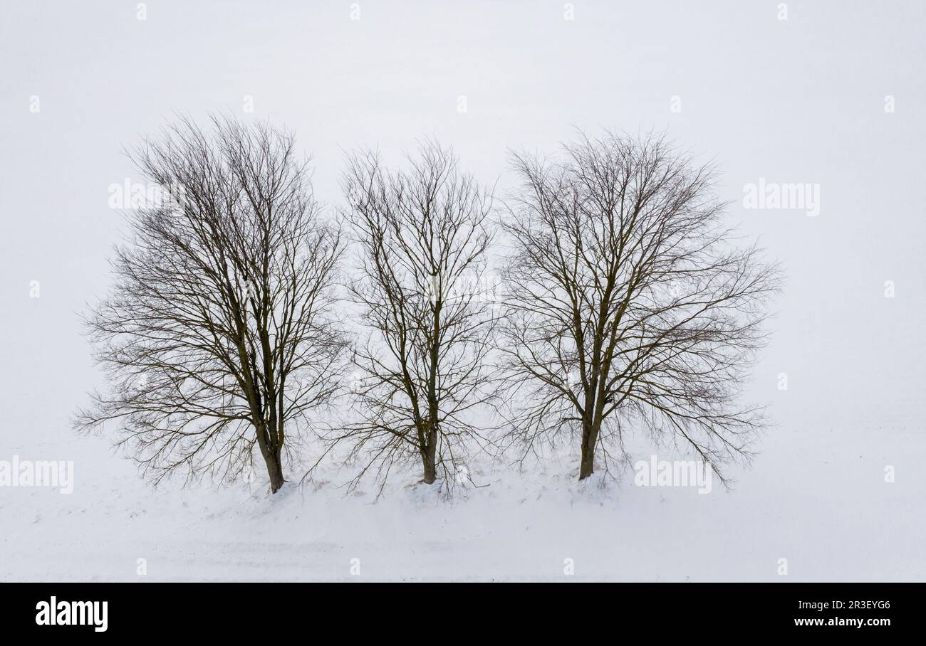 Group of trees in winter photographed from above Stock Photo - Alamy