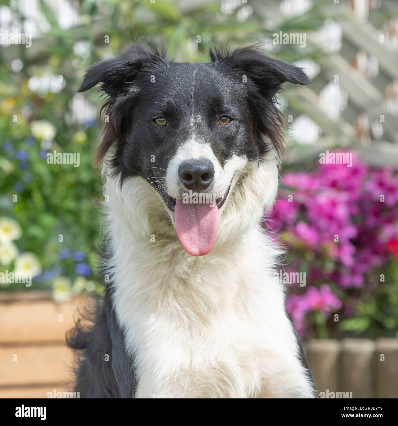 border collie Stock Photo