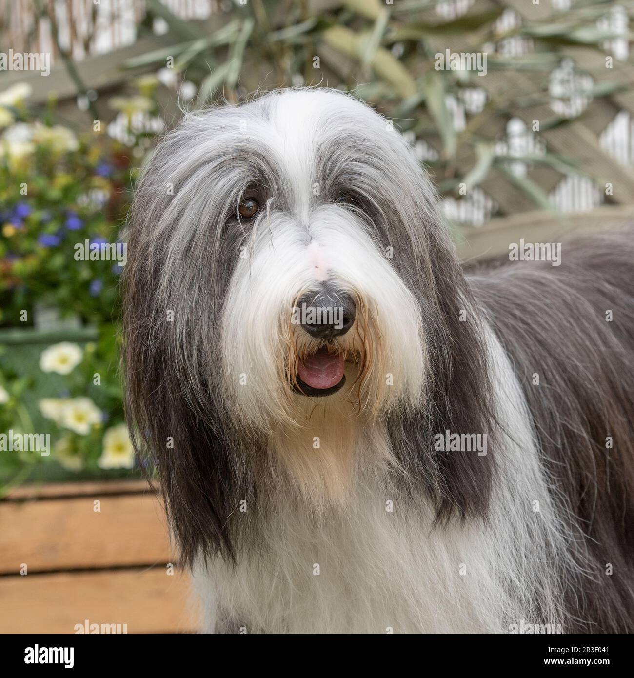 Front View Of A White And Gray Seated Bearded Collie Stock Photo - Download  Image Now - iStock
