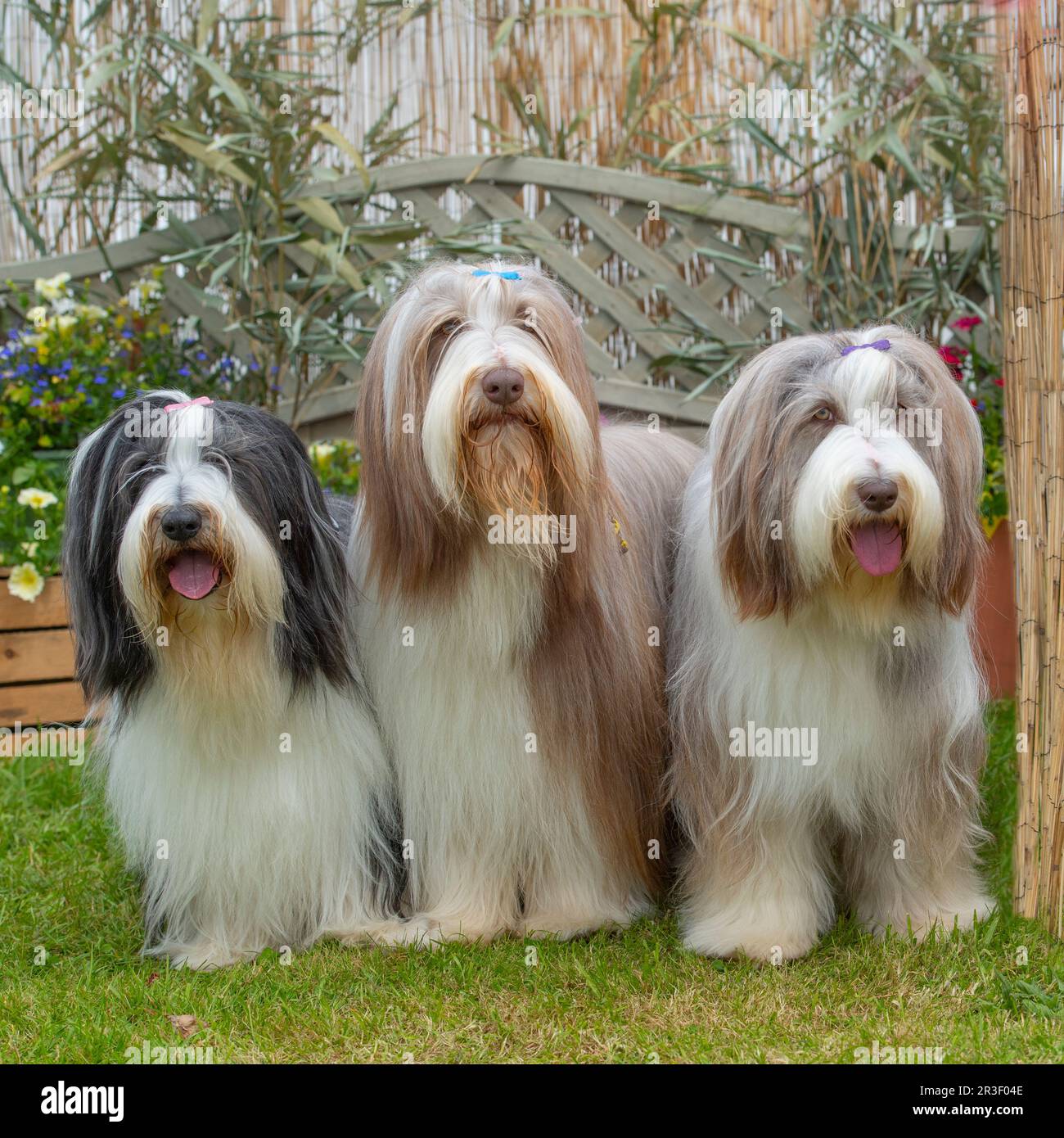 three bearded collies Stock Photo