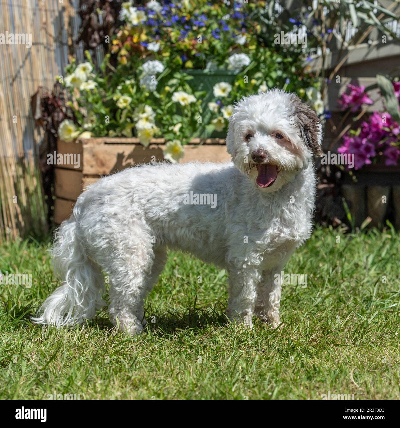 cavachon Stock Photo