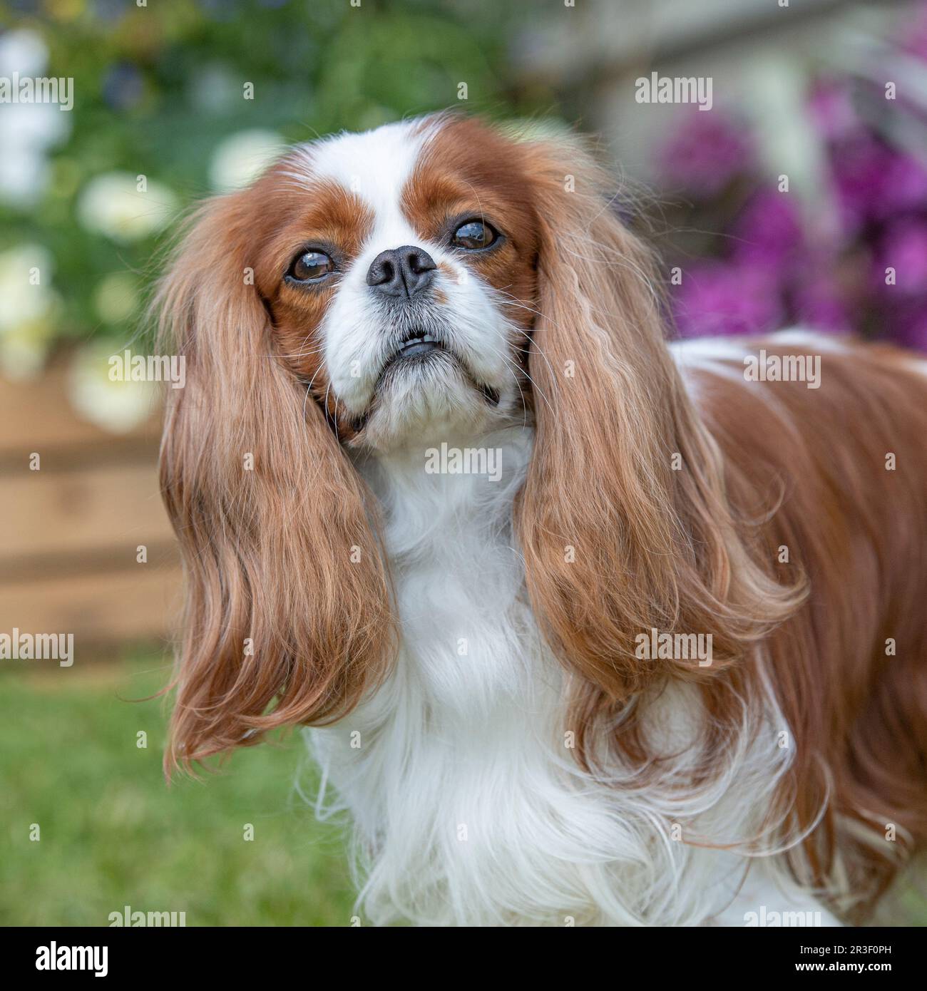 Blenheim Cavalier King Charles Spaniel dog Stock Photo Alamy