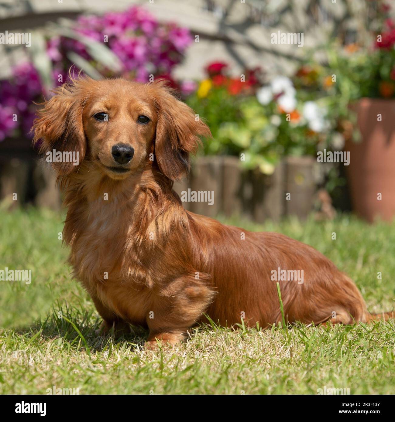 longhaired dachshund Stock Photo