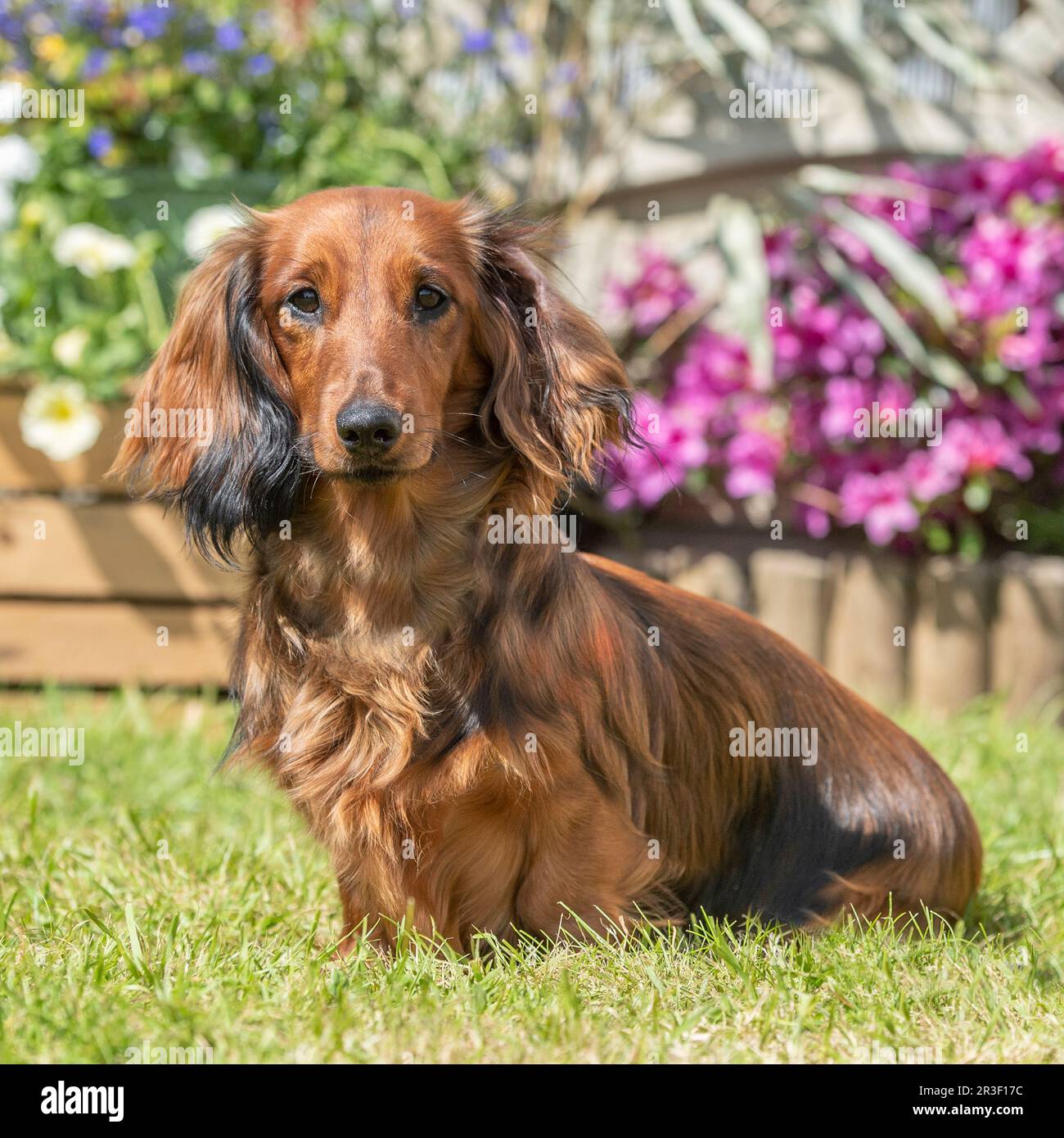 longhaired dachshund Stock Photo