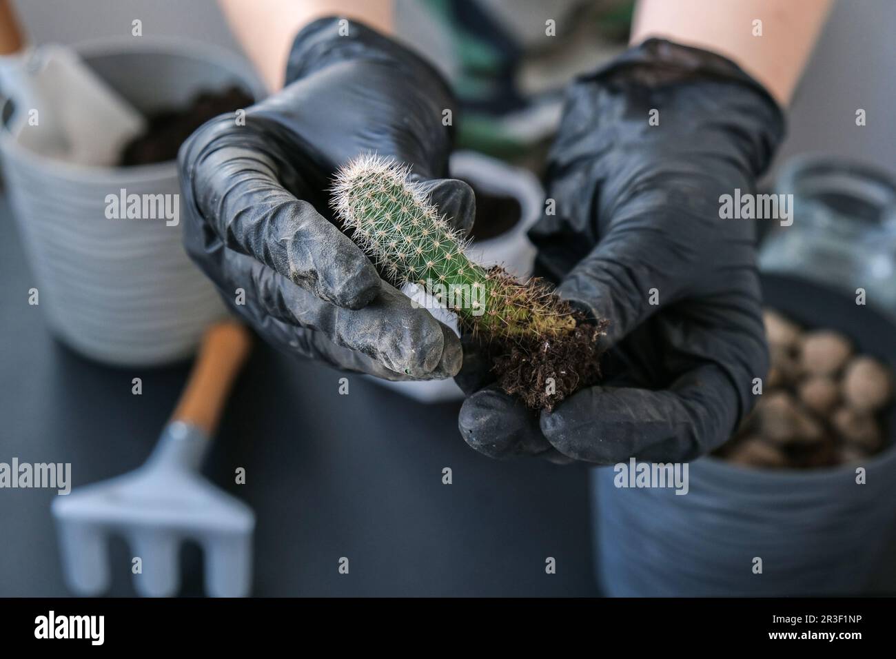 Hand holding cactus hi-res stock photography and images - Page 20 - Alamy