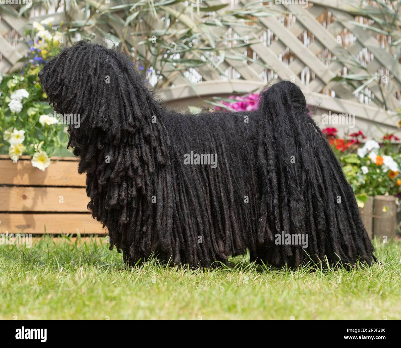 Hungarian Puli Stock Photo