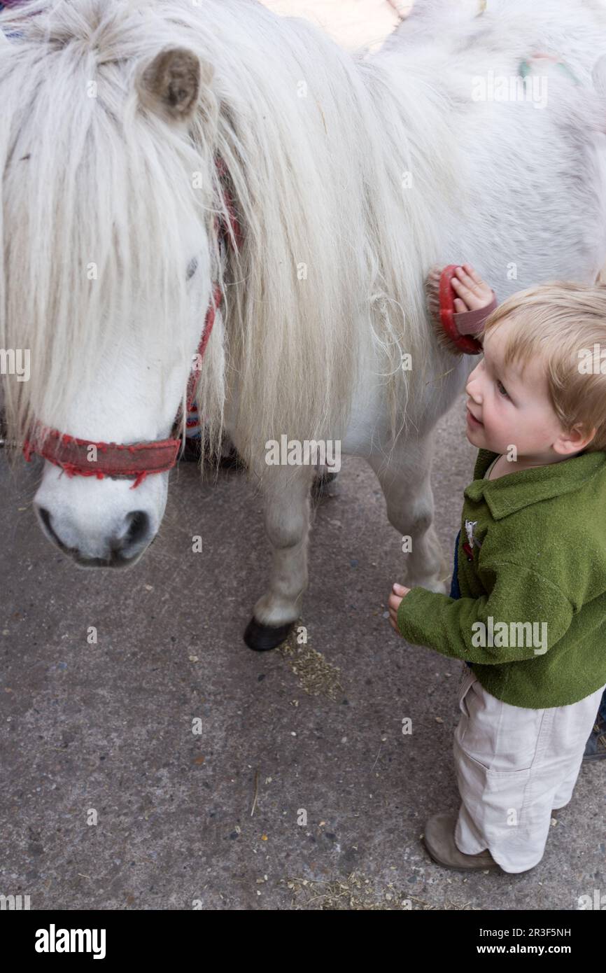 Boy grooming little pony Stock Photo