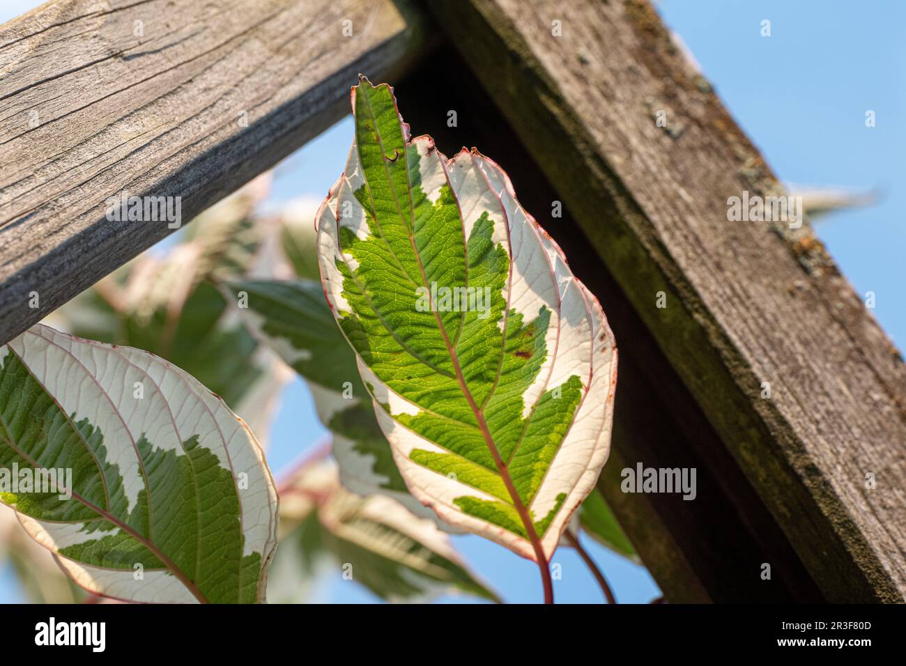 Dried up leaf Stock Photo - Alamy