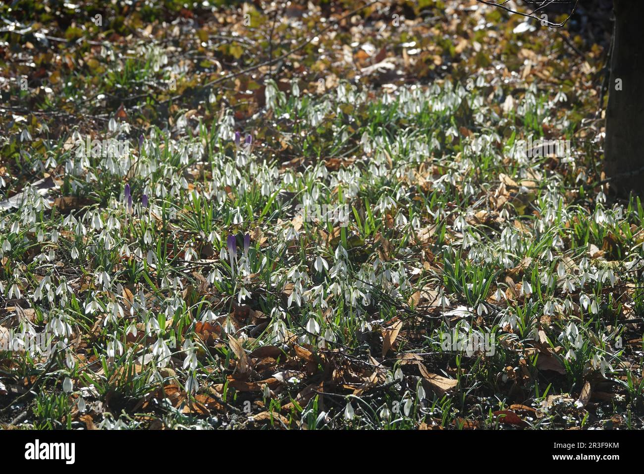 Galanthus nivalis, snowdrop Stock Photo